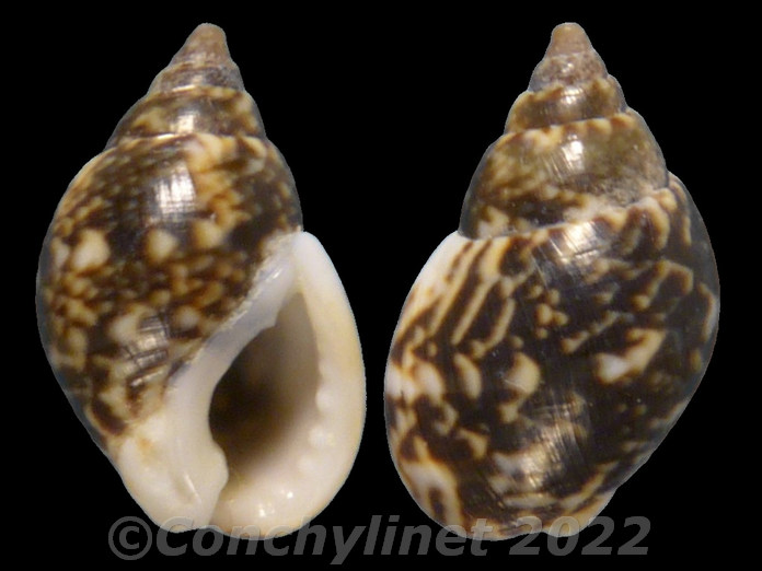 Tritia conspersa