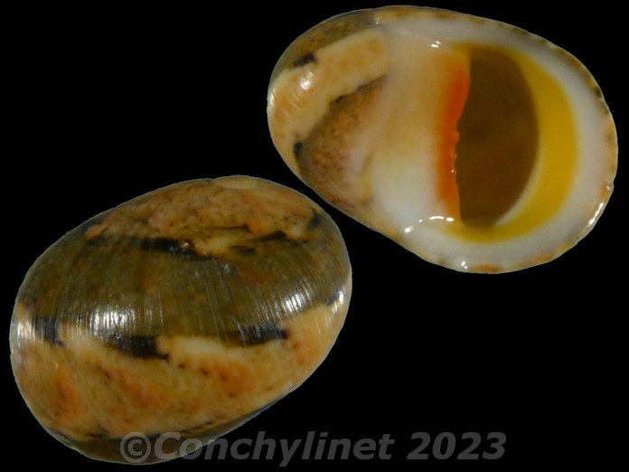 Nerita polita erythrostoma