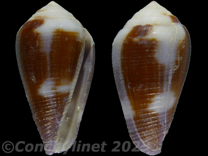 Conus coffea