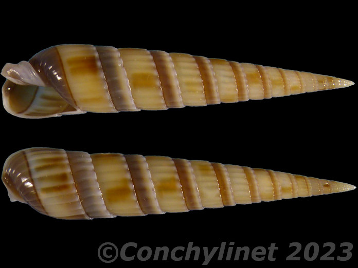 Duplicaria duplicata