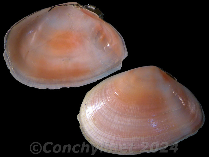 Scissulina dispar