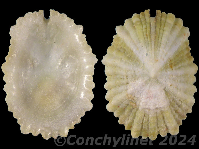 Octomarginula scutellata