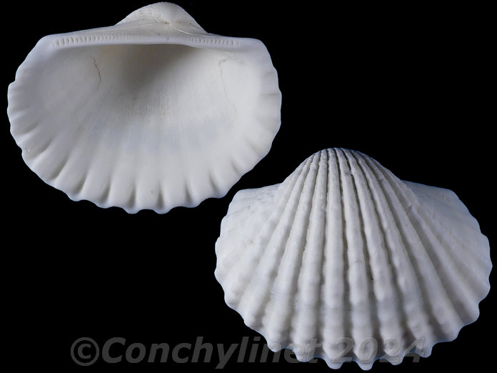 Tegillarca nodifera