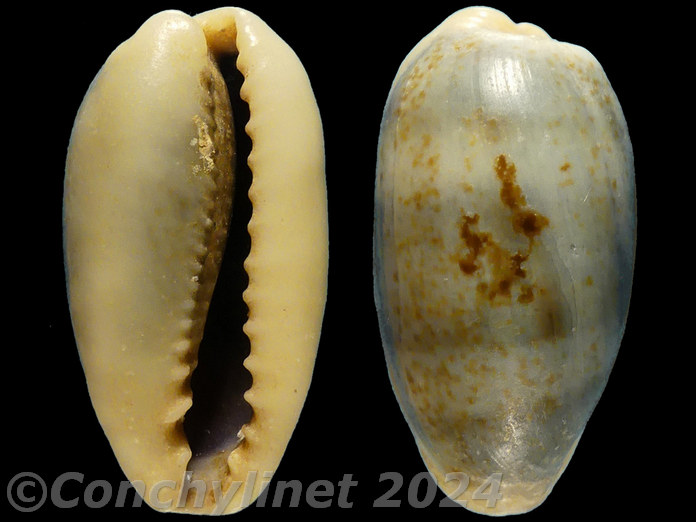 Cypraea errones