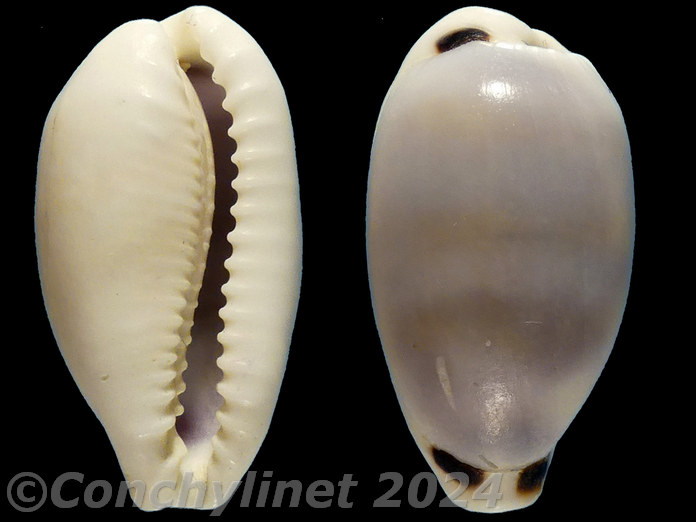 Cypraea quadrimaculata