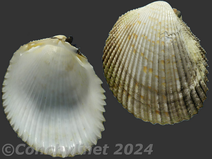 Vasticardium angulatum Vasticardium angulatum