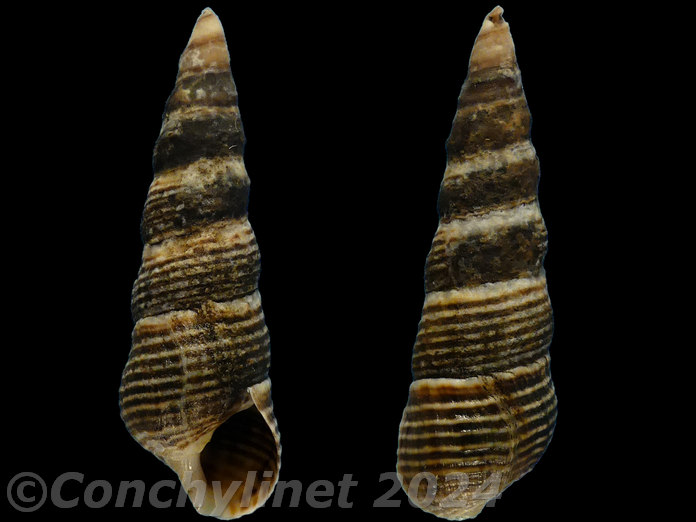 Batillaria cumingii