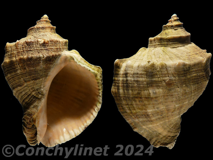 Rapana venosa