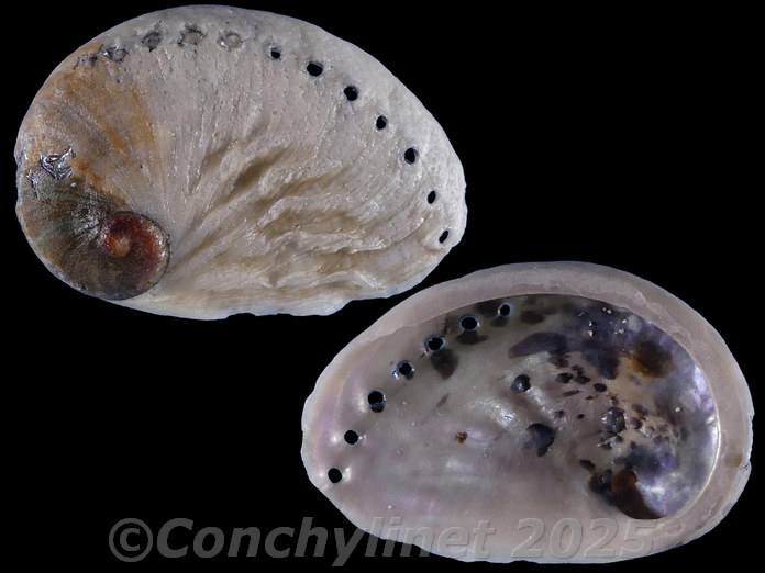 Haliotis midae