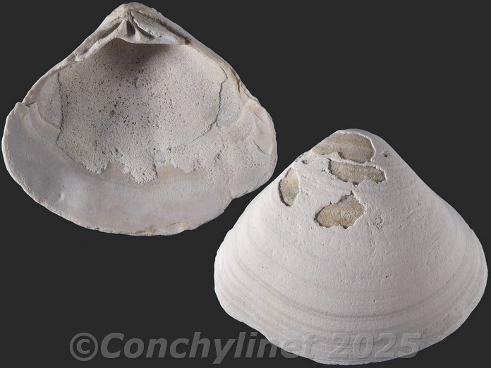 Tivela compressa