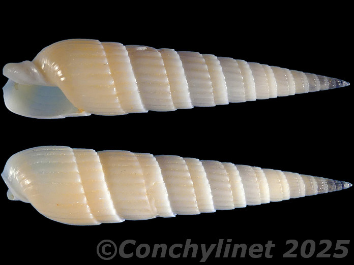 Duplicaria duplicata