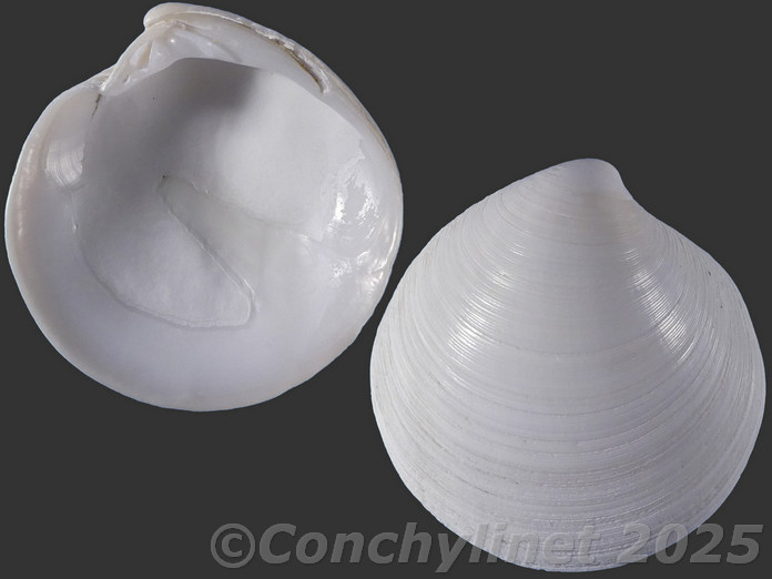 Dosinia lupinus