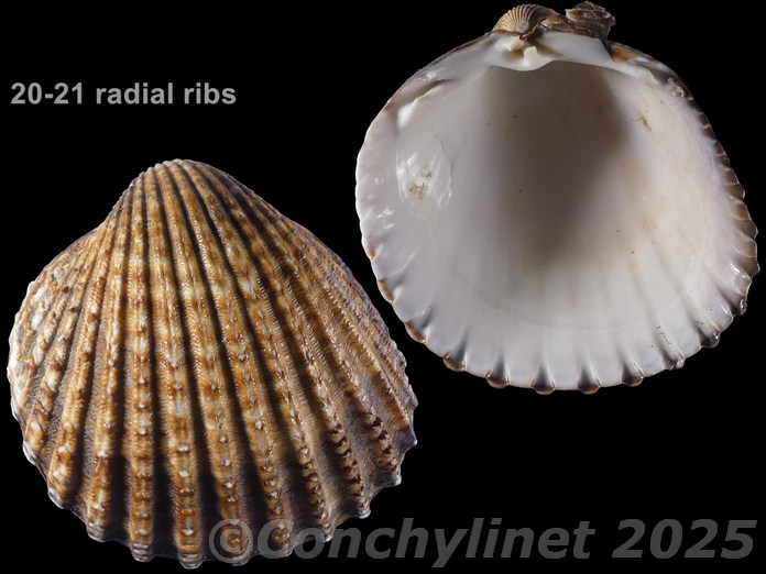 Acanthocardia tuberculata Acanthocardia tuberculata