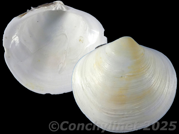 Diplodonta rotundata