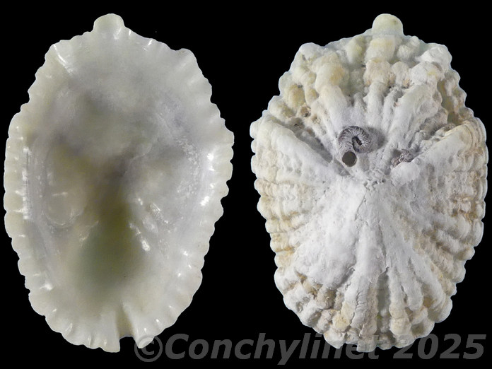 Octomarginula scutellata