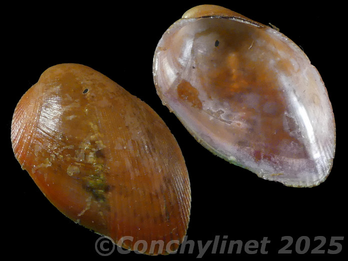 Musculus cumingianus Musculus cumingianus