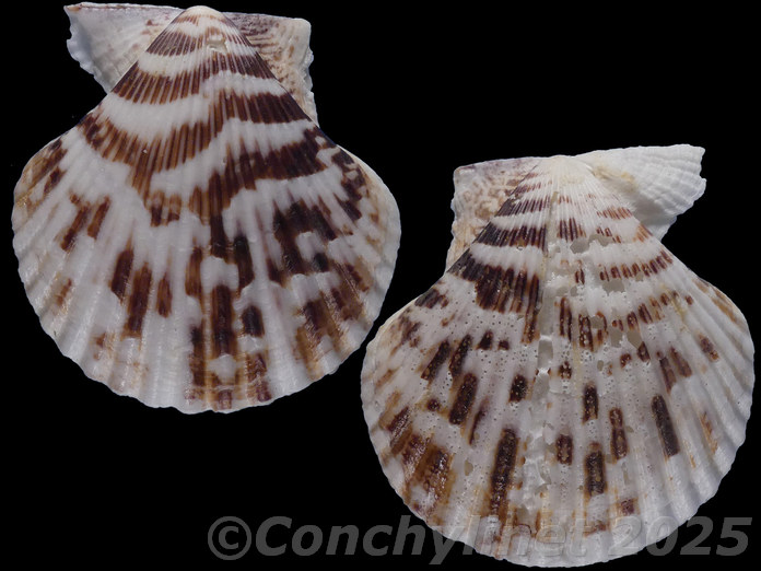 Volachlamys tranquebaria