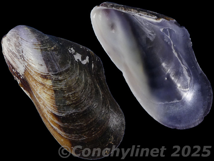 Modiolus auriculatus