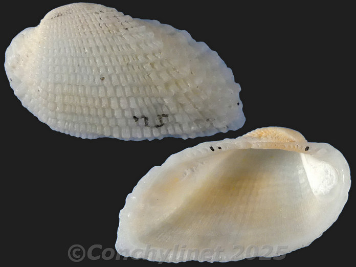 Acar plicata