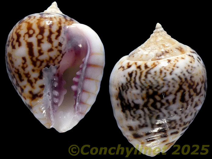 Euplica turturina Euplica turturina