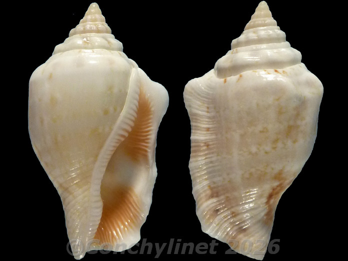 Canarium mutabile Canarium mutabile