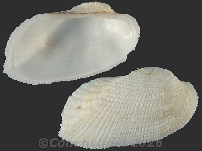 Acar plicata