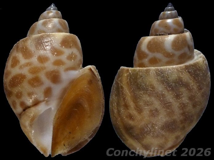 Babylonia formosa