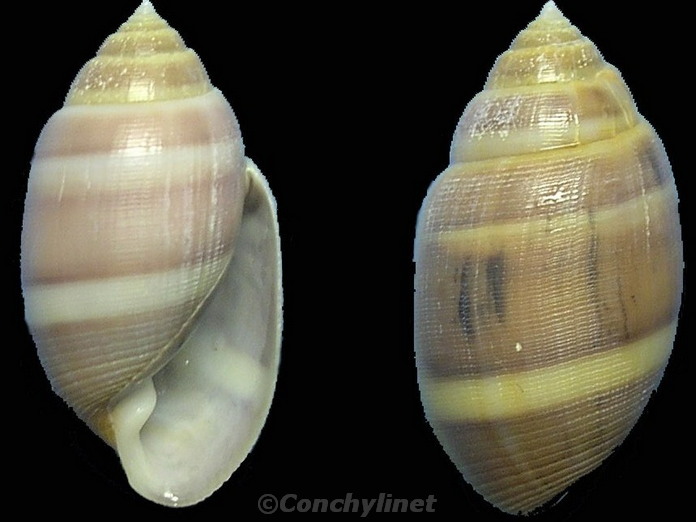 Acteon tornatilis