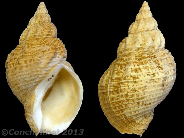 Buccinum undatum