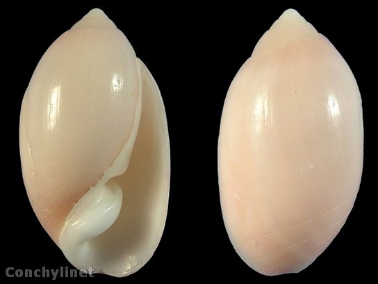 Pupa nitidula