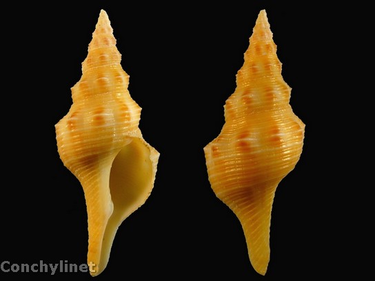 Pleuroploca filamentosa (Roding 1798)