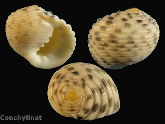 Nerita plicata (Linne 1758)