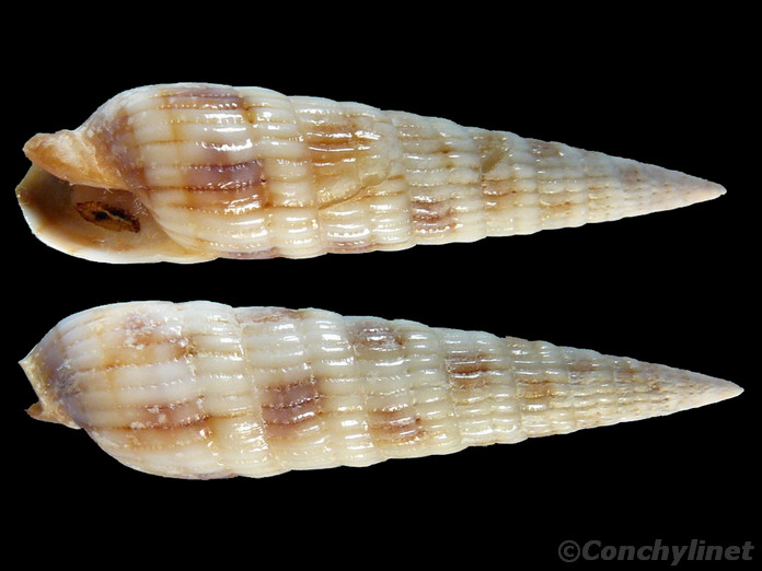 Myurella affinis