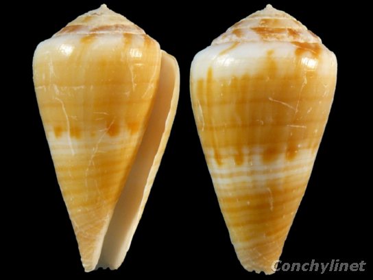 Conus namocanus Conus namocanus