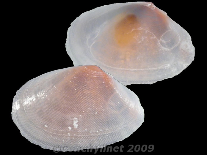 Scissulina dispar