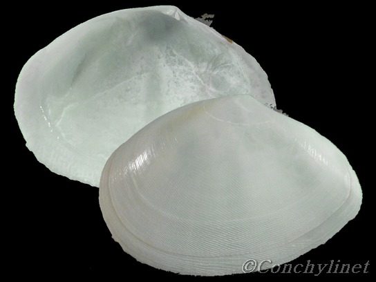 Scissulina dispar