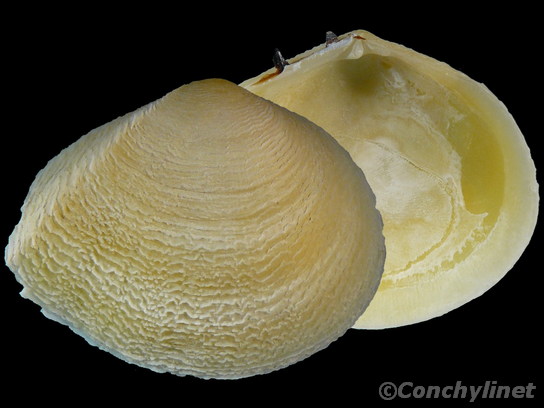 Quidnipagus palatam