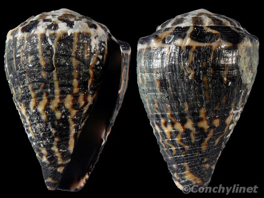 Conus chaldaeus