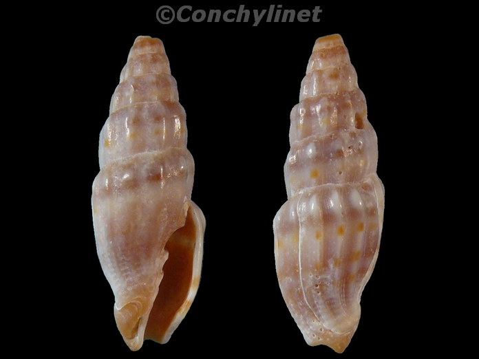 Vexillum deshayesii