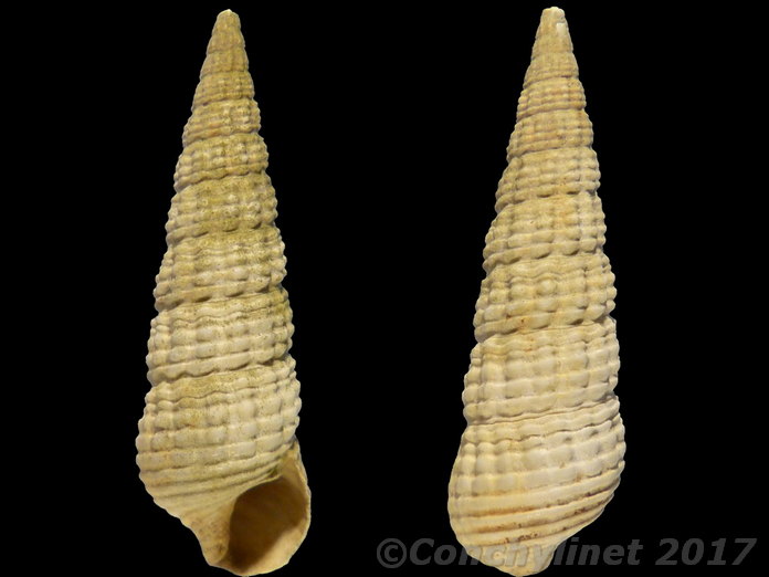 Zeacumantus diemenensis