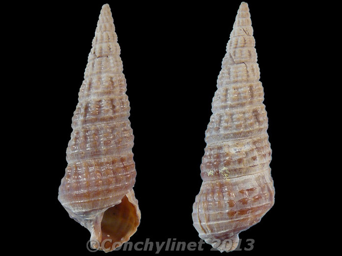 Zeacumantus diemenensis