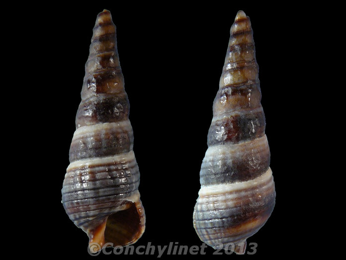Zeacumantus diemenensis