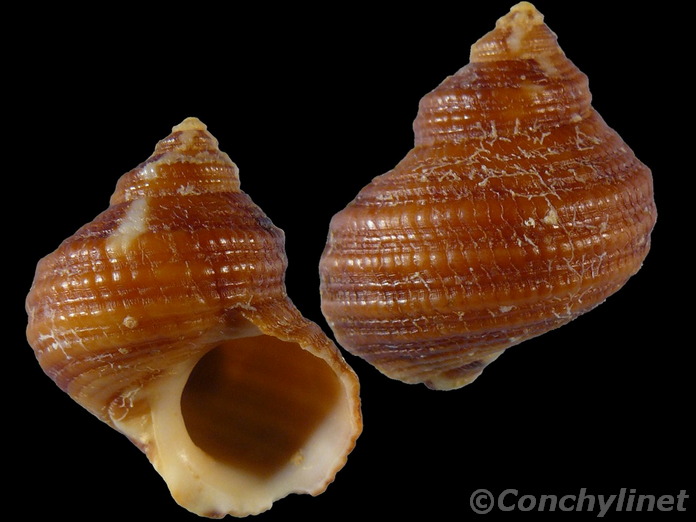 Turbo japonicus