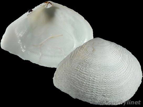 Quidnipagus palatam