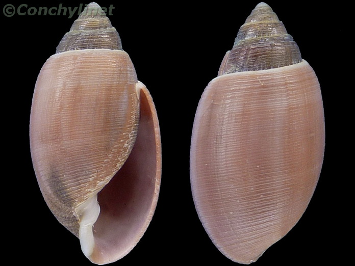 Acteon tornatilis