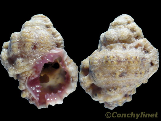 Bursa rhodostoma