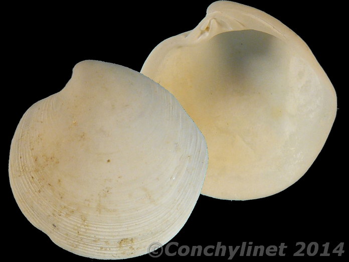 Dosinia brevilunata