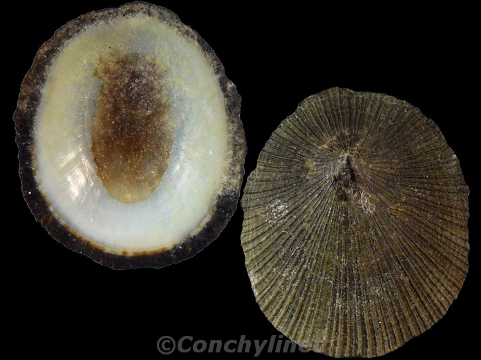 Patelloida striata