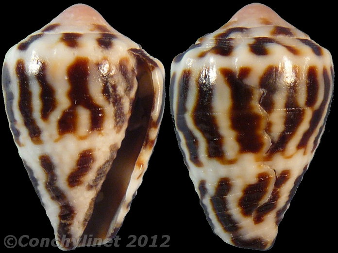 Conus chaldaeus
