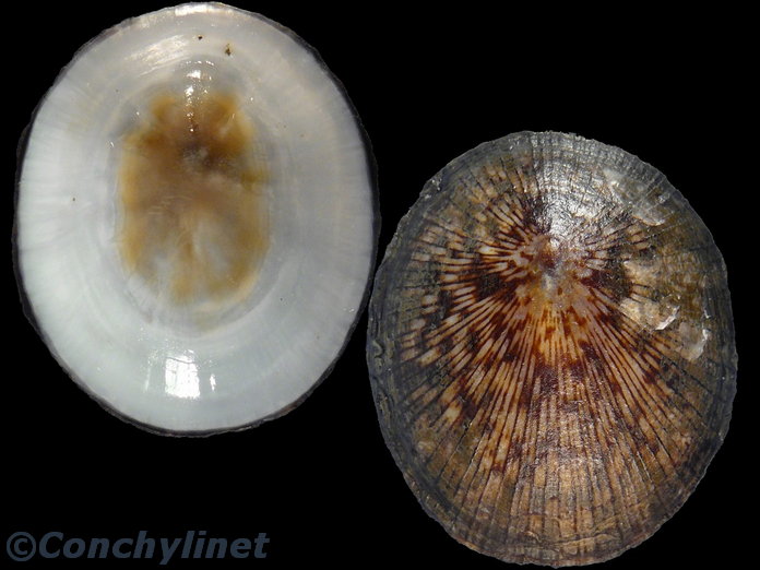 Patelloida striata